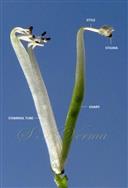  Stamens annd Pistil